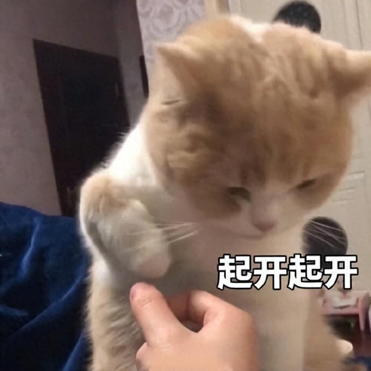 在猫咪眼里摸爪子原来是这么想的