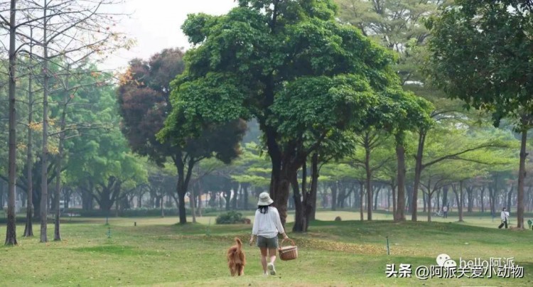 铲屎官码住！广州宠物友好地图合集来啦