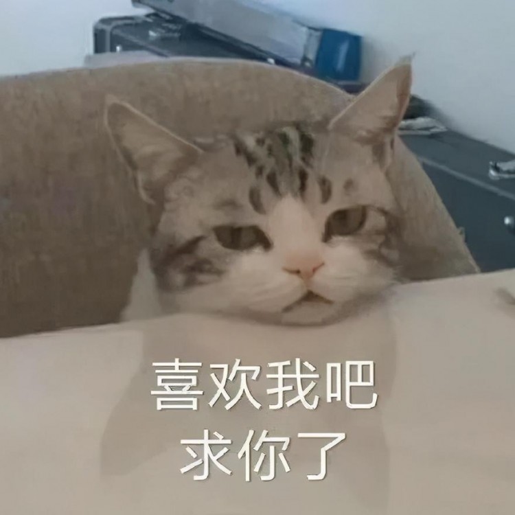 猫咪表情包：我已经沉沦了