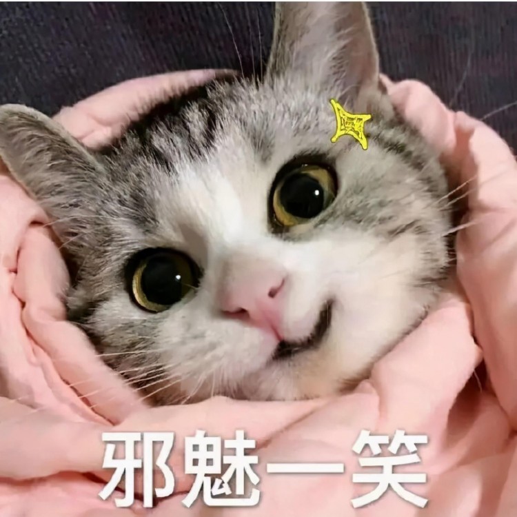 猫咪表情包：我已经沉沦了