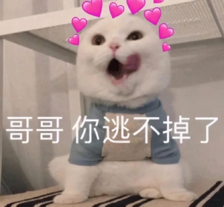 猫咪表情包：我已经沉沦了