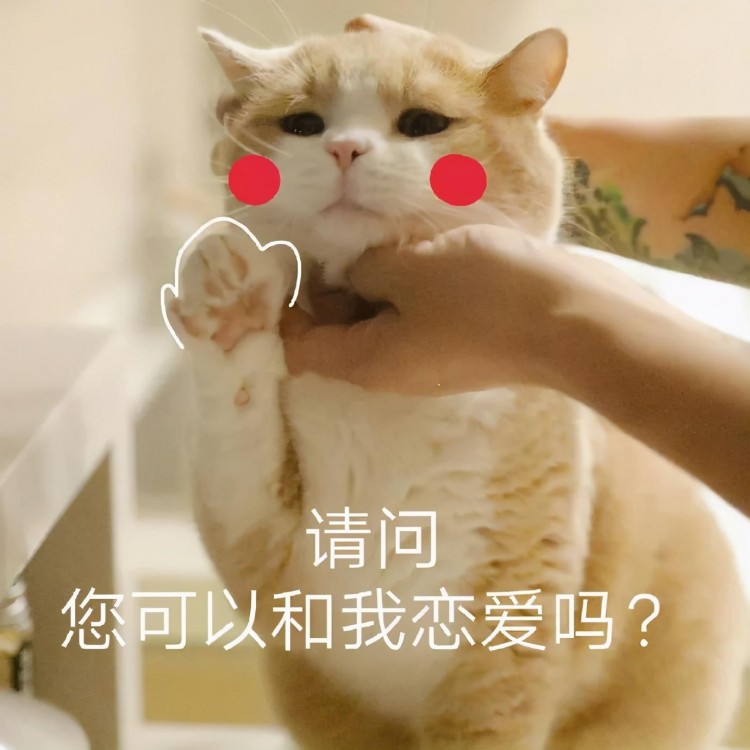 猫咪表情包：我已经沉沦了