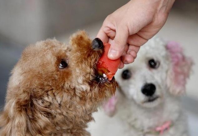 泰迪犬除了吃狗粮也不要忘记喂这些蔬果类