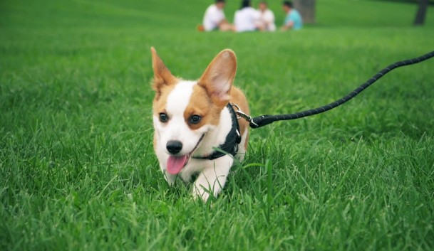 柯基犬的耳朵是后天立起来的，还是天生的，需要特意立耳朵吗