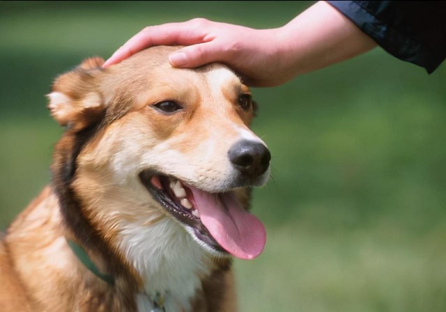 狗狗允许你碰这些说明你是它这辈子想守护的人