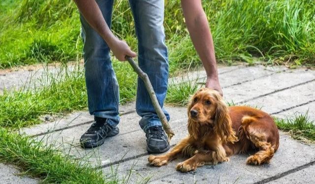 训犬师推荐了包装简陋的训犬用零食是何道理