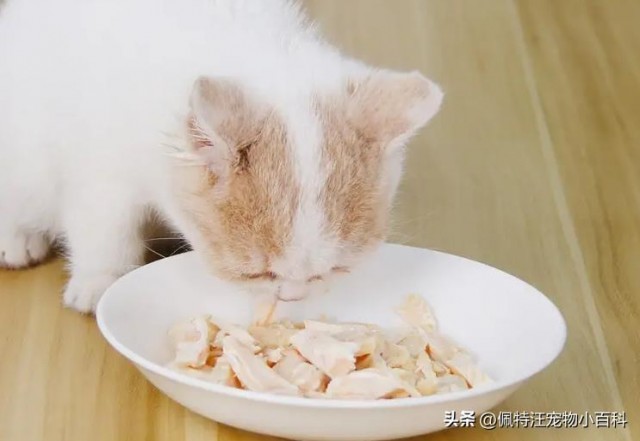 猫咪吃鸡胸肉多久喂一次鸡胸肉能当猫咪的主食吗