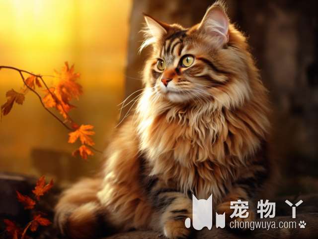 为什么我的小猫在ANGLE PET侒吉拉宠物洗澡会害怕?